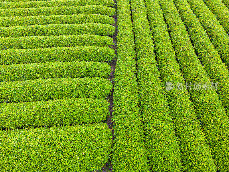 从高角度看茶园