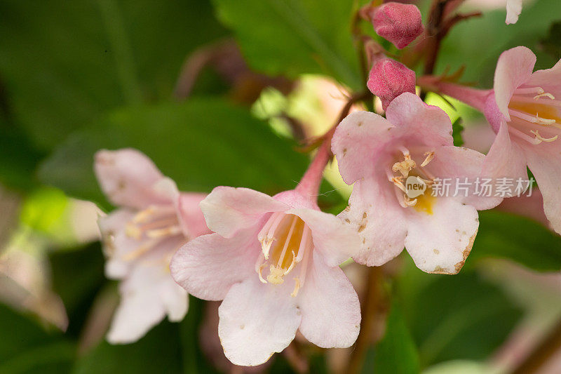 粉红色的日本Weigela花