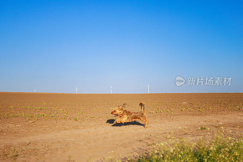 小毛狗在乡村环境中快乐地玩耍