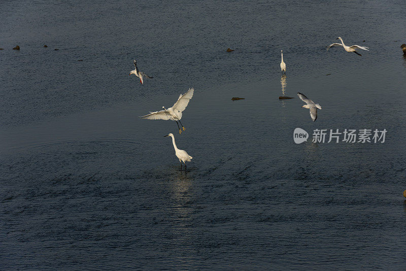 湿地苍鹭在夕阳下觅食