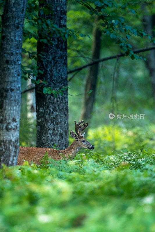 白尾鹿在森林中漫步