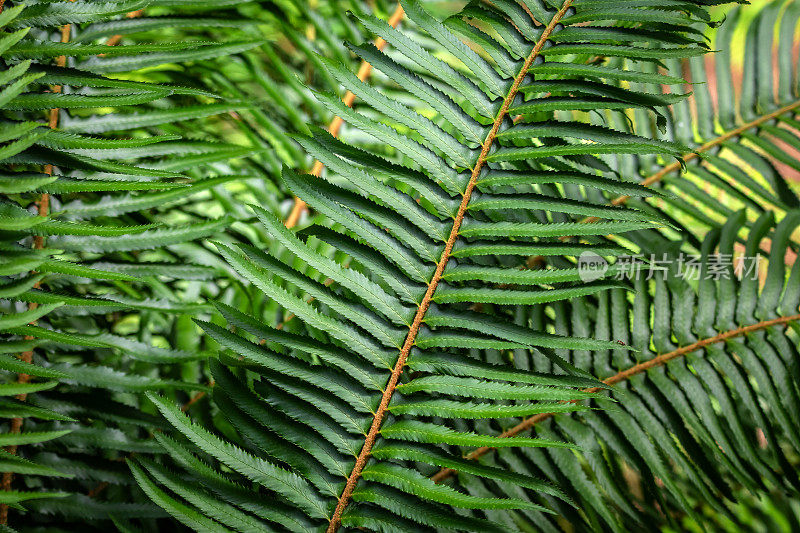 森林里郁郁葱葱的蕨类植物