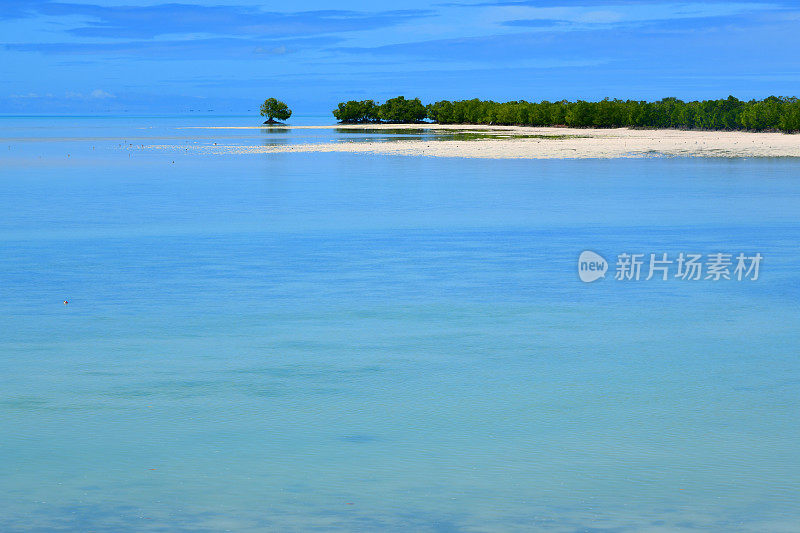 保护海岸的红树林，南塔拉瓦邦里基，基里巴斯