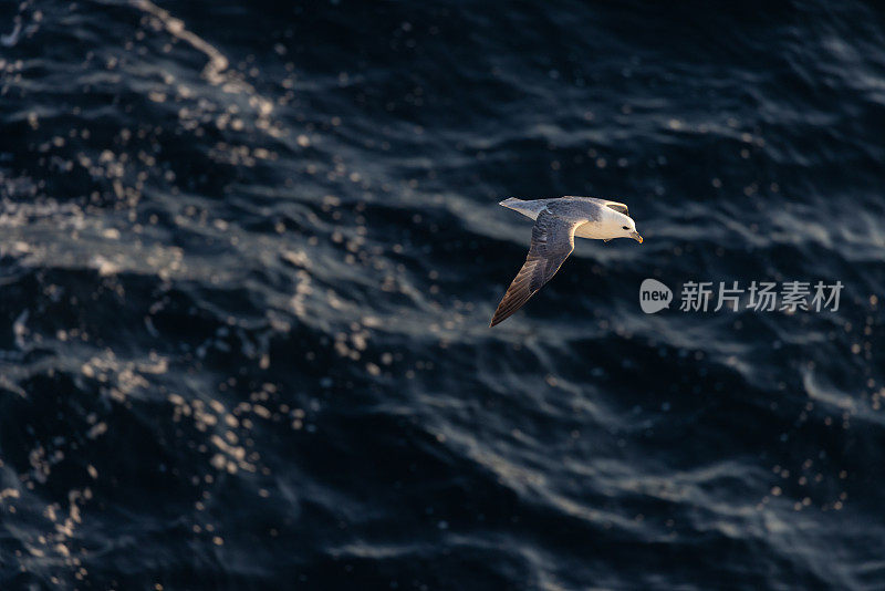 怒吼的海鸟在海面上低空翱翔