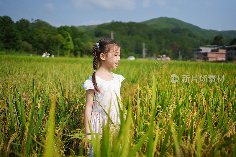 小女孩站在稻田里