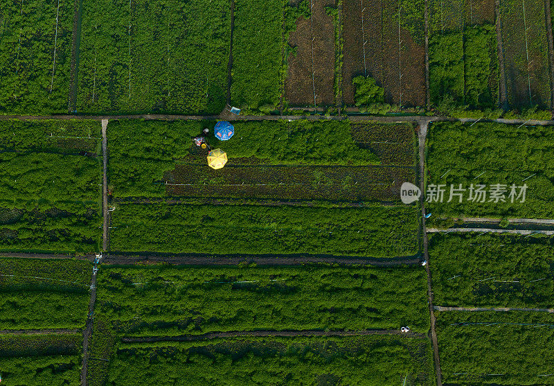 农民在收获蔬菜时用彩色雨伞遮挡阳光，天江省