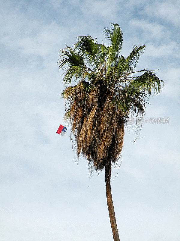 有智利国旗颜色的风筝被困在一棵棕榈树上