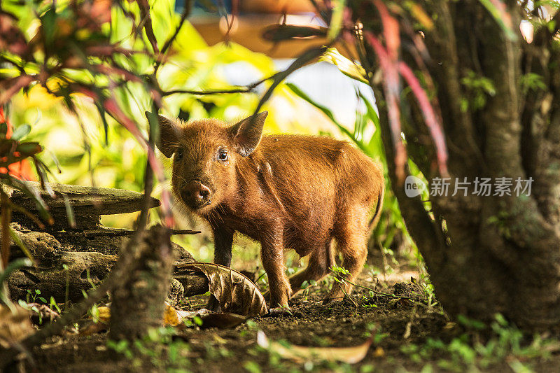 在森林里迷路的小猪特写