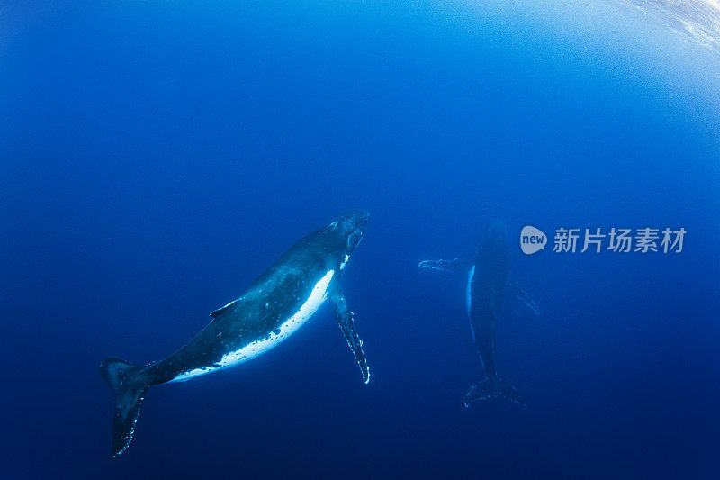 两只大型成年座头鲸在清澈的蓝色开阔海洋中游泳的水下景观