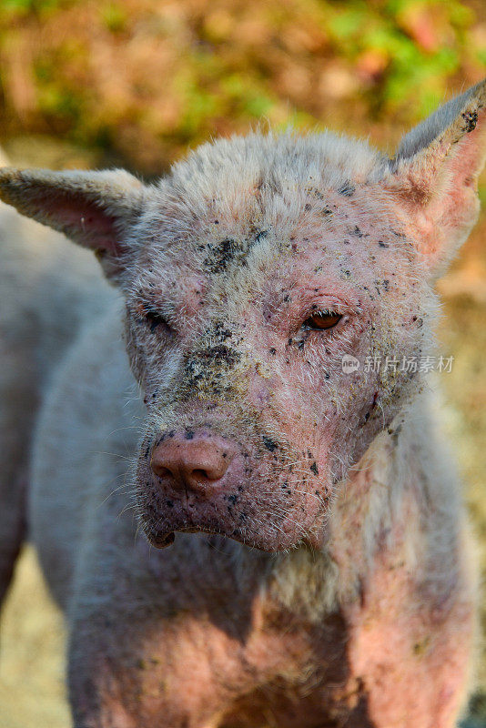 中国贡玉(东方香格里拉)有皮肤病的猪狗