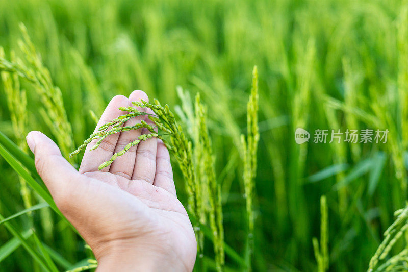 一位农民的手摸着青稻穗检查产量。在温暖的阳光下种植没有有毒物质的植物
