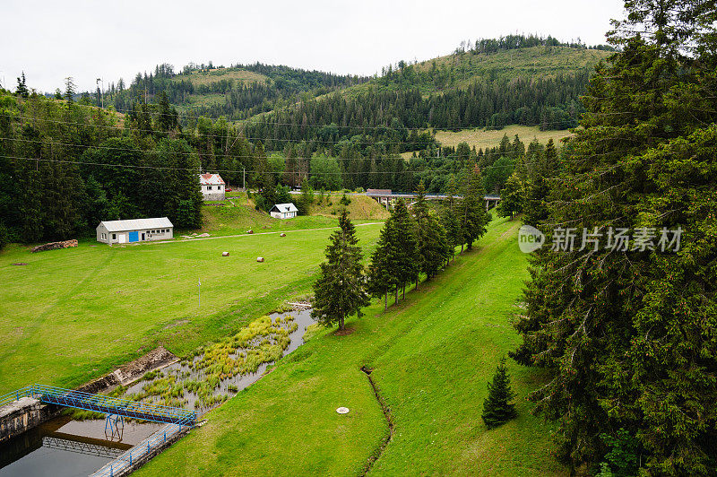 芽，松树，松芽糖浆，消费主义，欧洲