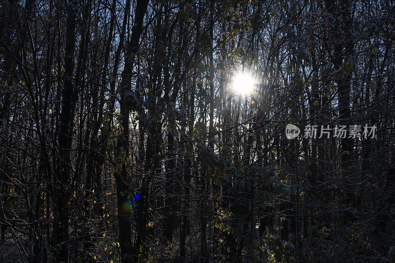 霜冻的早晨穿过树枝