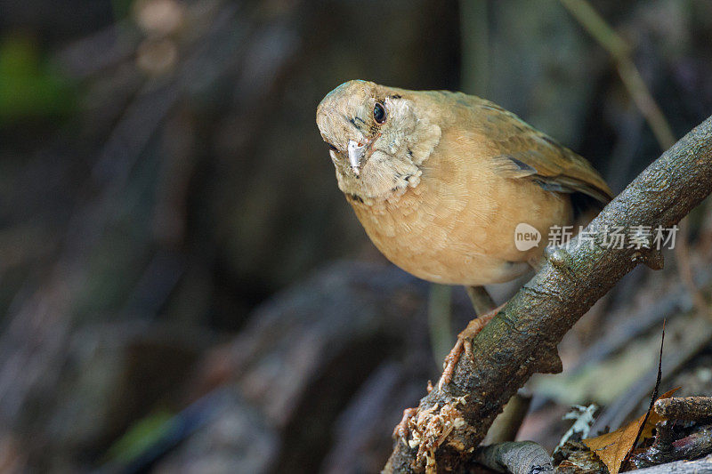 琵塔鸟:成年雄性蓝枕琵塔鸟(nipalhydrornis)。