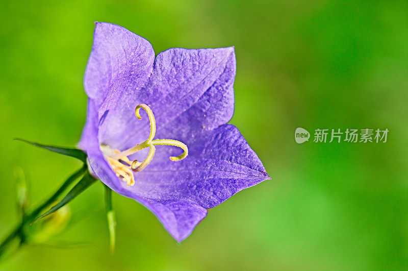 绿色背景下的风铃花特写