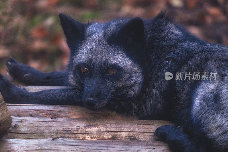 美丽的银狐躺在木地板上休息