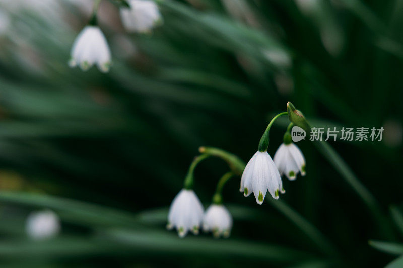 夏天的雪花