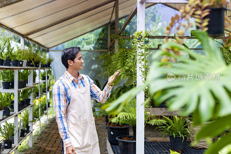 一名亚洲园丁正在热带雨林外来植物的温室内检查病虫害