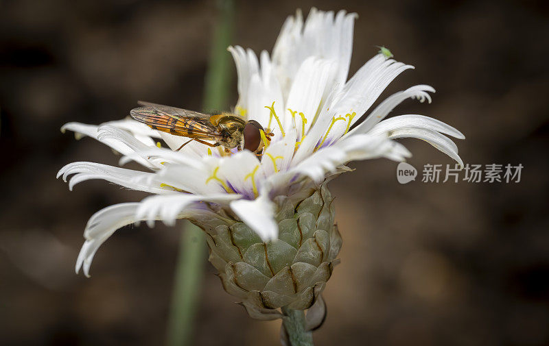 在一朵蓟花上盘旋飞翔