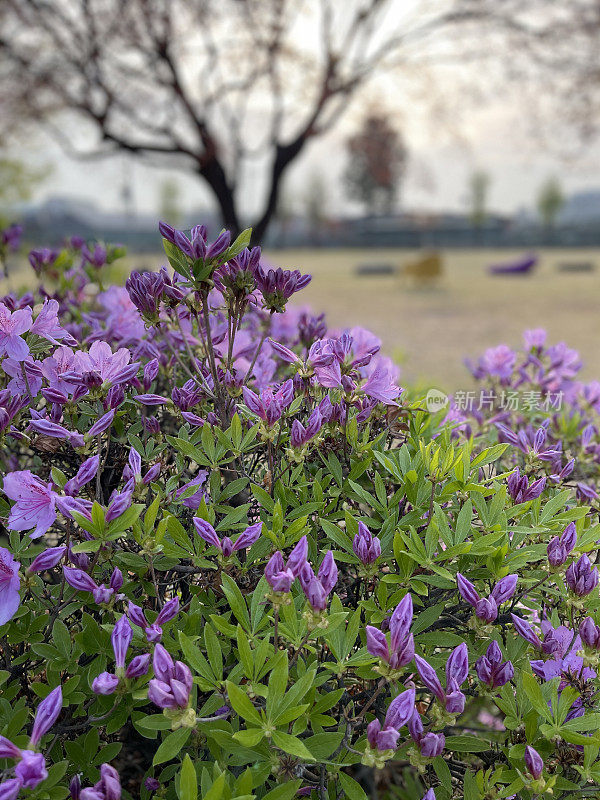 皇家杜鹃花盛开