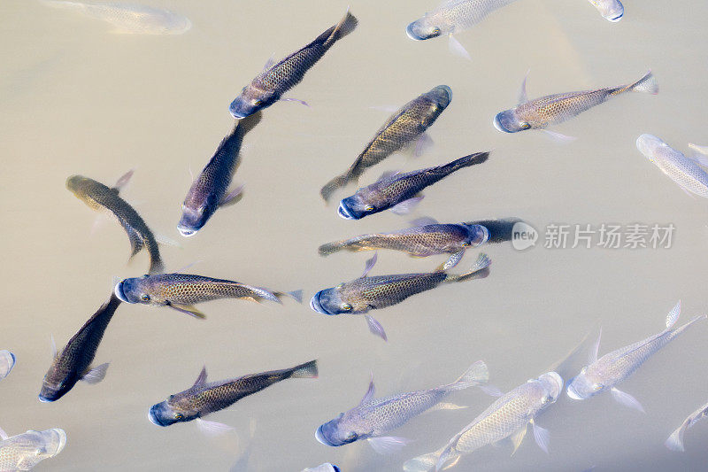 淡水鱼群，欧洲鲤鱼。在池塘里游泳