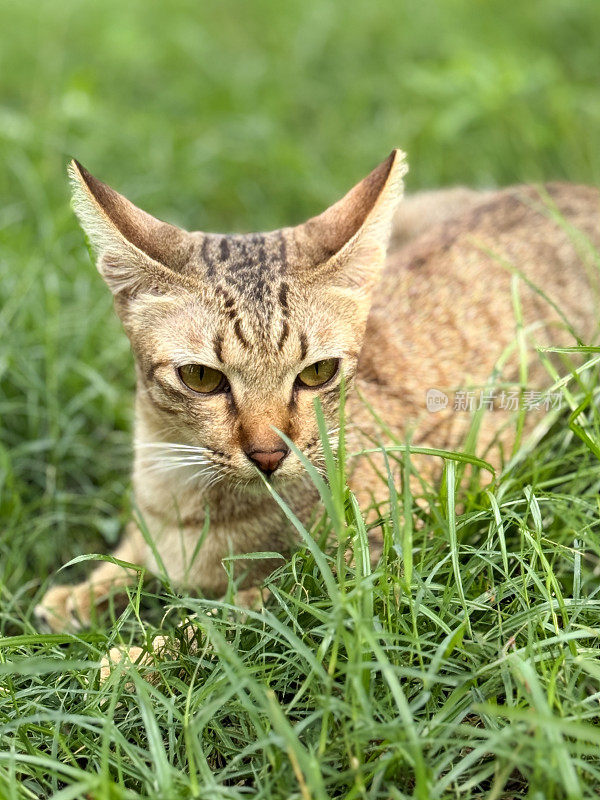 家养的姜褐色虎斑猫的形象，躺在花园绿色草坪的长草叶上，轻松而满足，头部，额头上的“M”形标记，长长的白色胡须，聚焦于前景