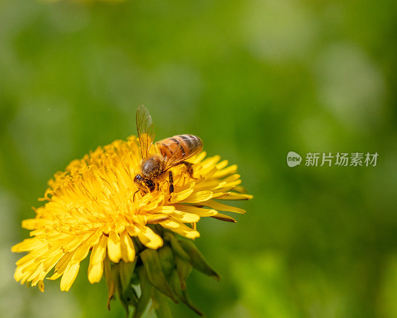 蒲公英上的蜜蜂