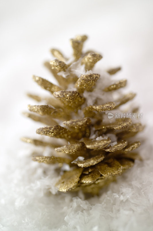 金黄的冷杉圆锥在雪域狭窄的深浅中