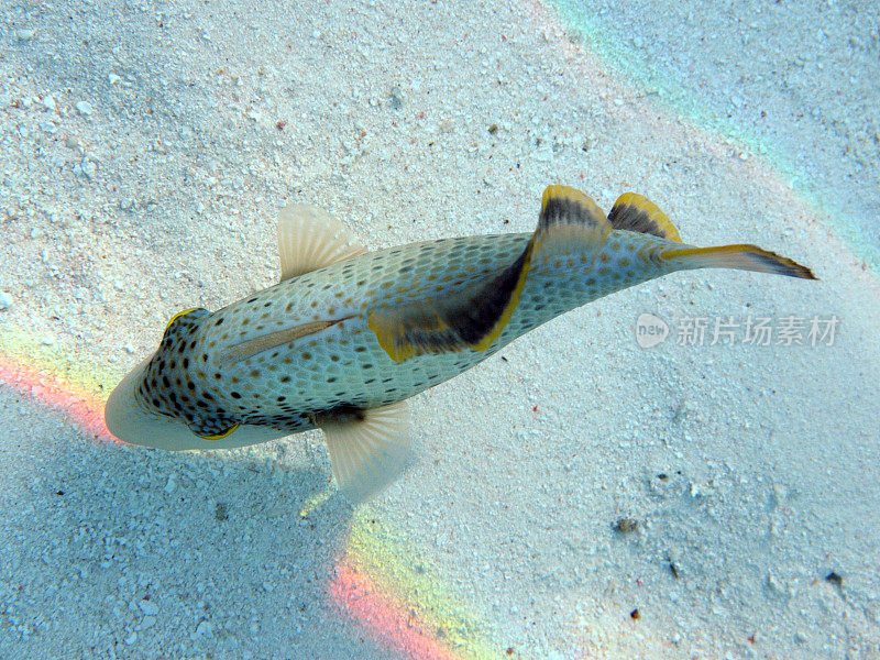 在海床附近觅食的触发鱼。