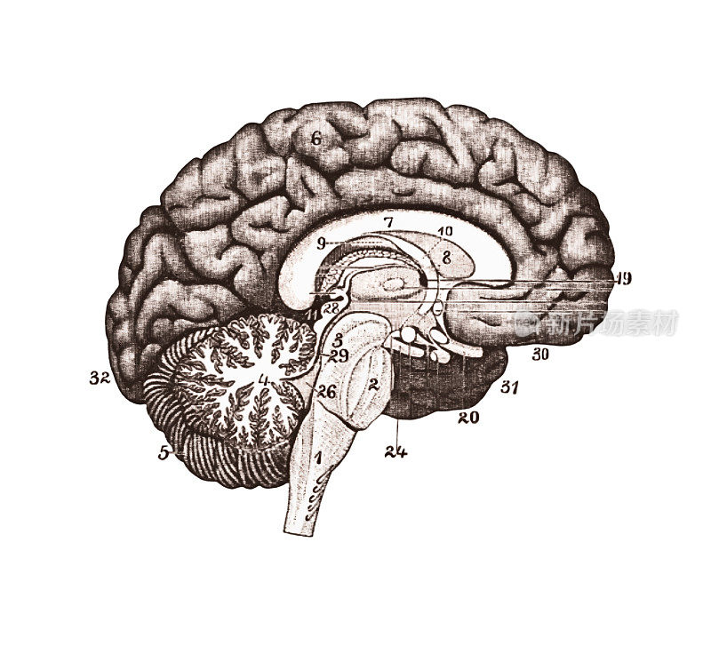 脑切片说明。大脑解剖概念