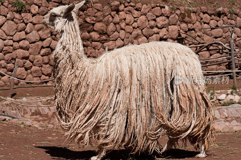 羊驼苏瑞,秘鲁