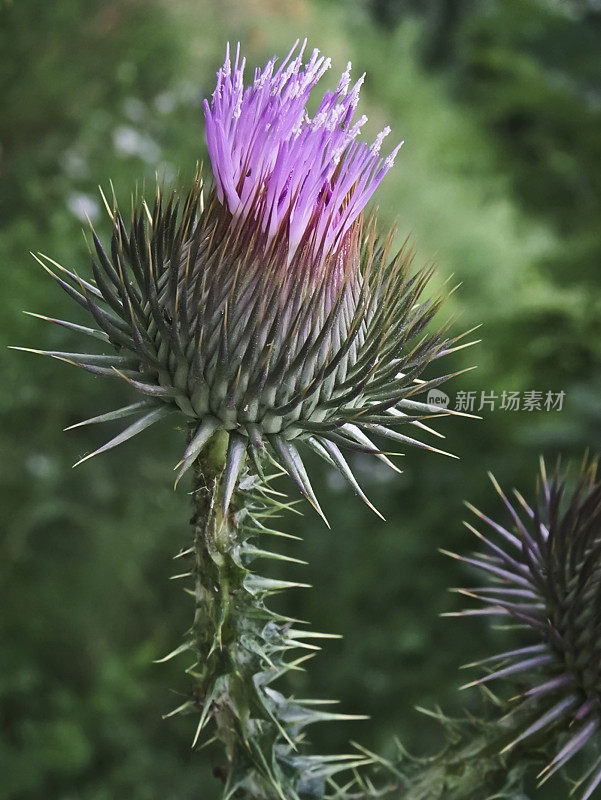 苏格兰蓟紫花