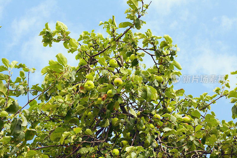 苹果树