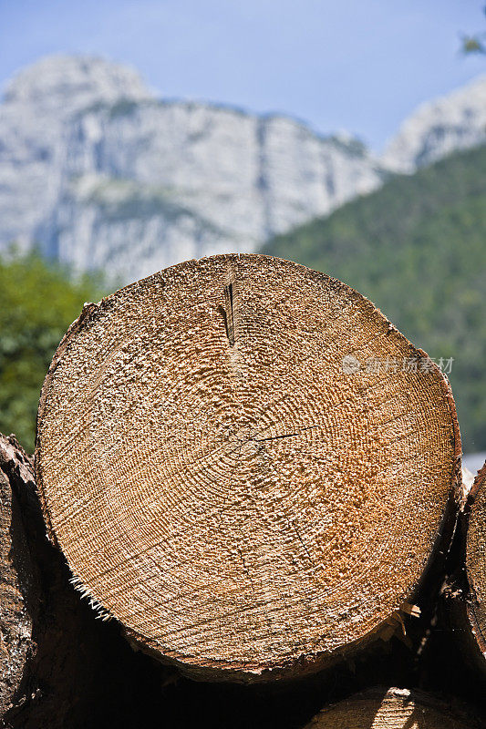 砍伐的树与年轮，白云石在夏天