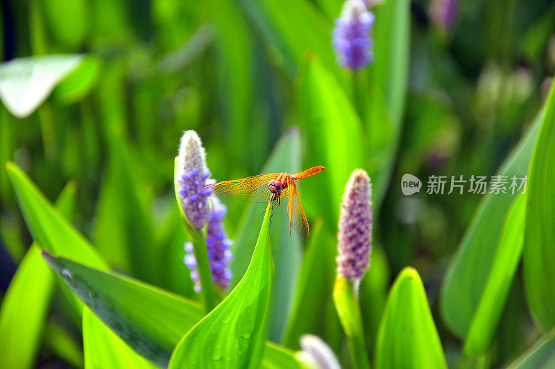 蜻蜓在水生植物