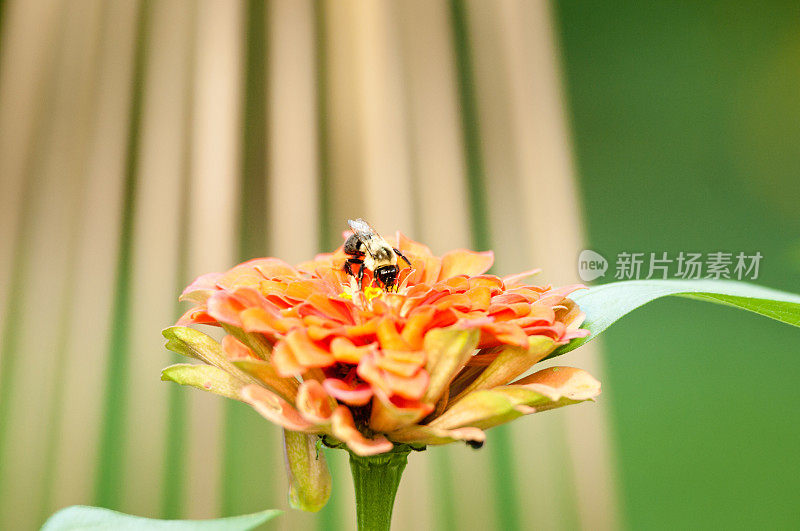 蜜蜂采集花蜜