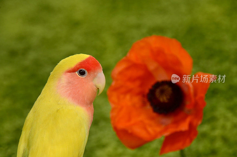 桃色脸的卢蒂诺爱情鸟和橙色的罂粟花
