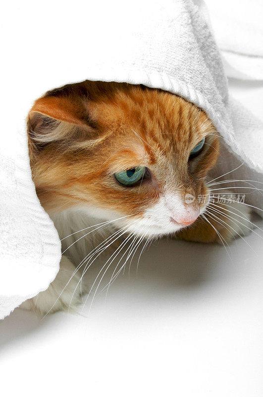 橙色的猫藏在毛巾下(蓝色03)