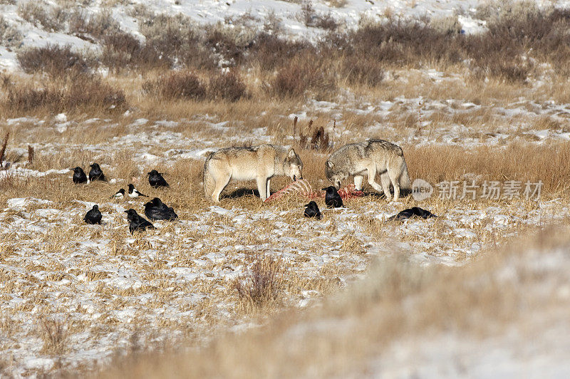 黑尾狼在怀俄明州黄石公园的尸体上