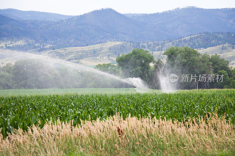 在科罗拉多州一个农场的玉米地里浇水