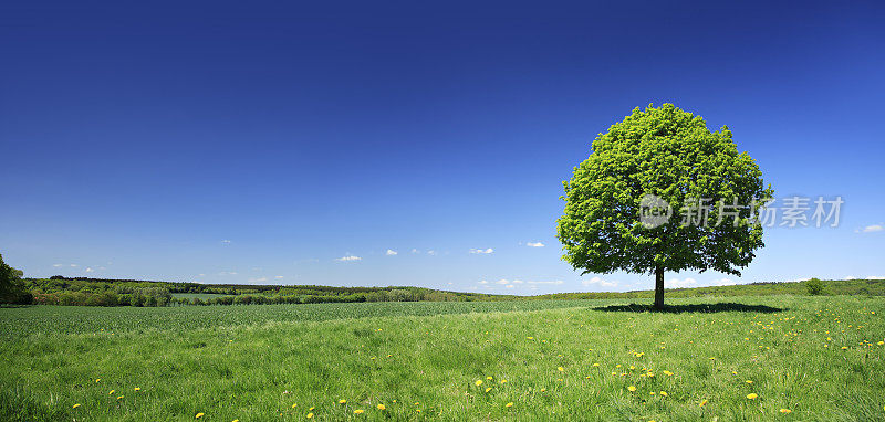 在清新多彩的春天风景蒲公英草地上的椴树