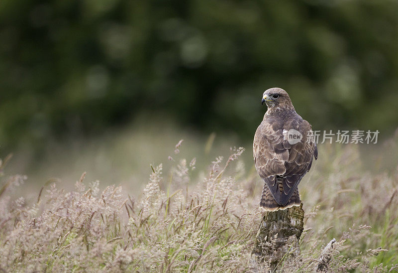 常见的秃鹰(Buteo)