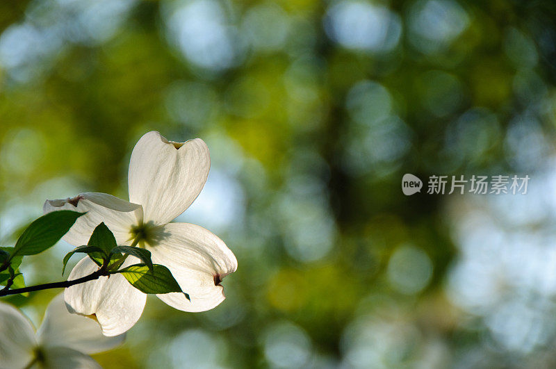 开花的山茱萸花