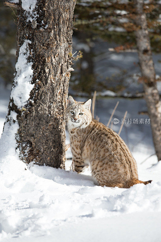 山猫