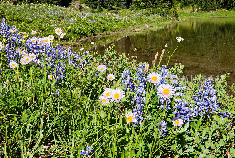 蒂普苏湖岸边的野花