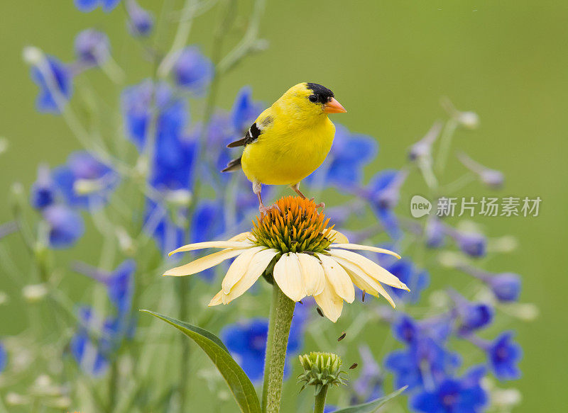 黄色金翅雀，栖息在一朵松果花上