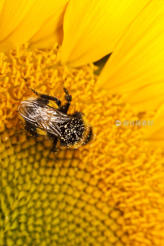 大黄蜂授粉向日葵