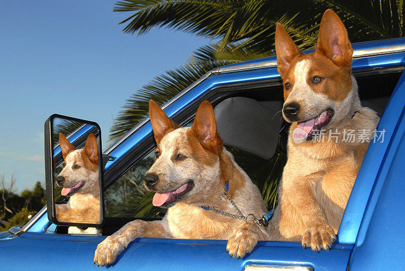 澳大利亚牛狗-车窗里的红色Heeler小狗