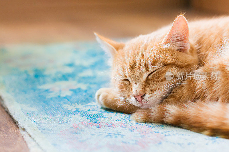 靠近红斑杂交短毛家猫幼猫，睡觉