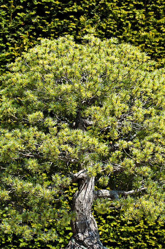 小松盆景树